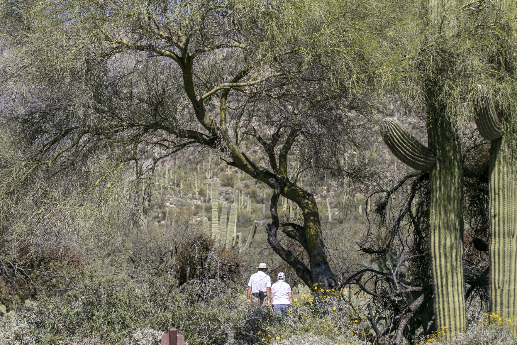 Sabino Canyon Recreation Area, Tucson